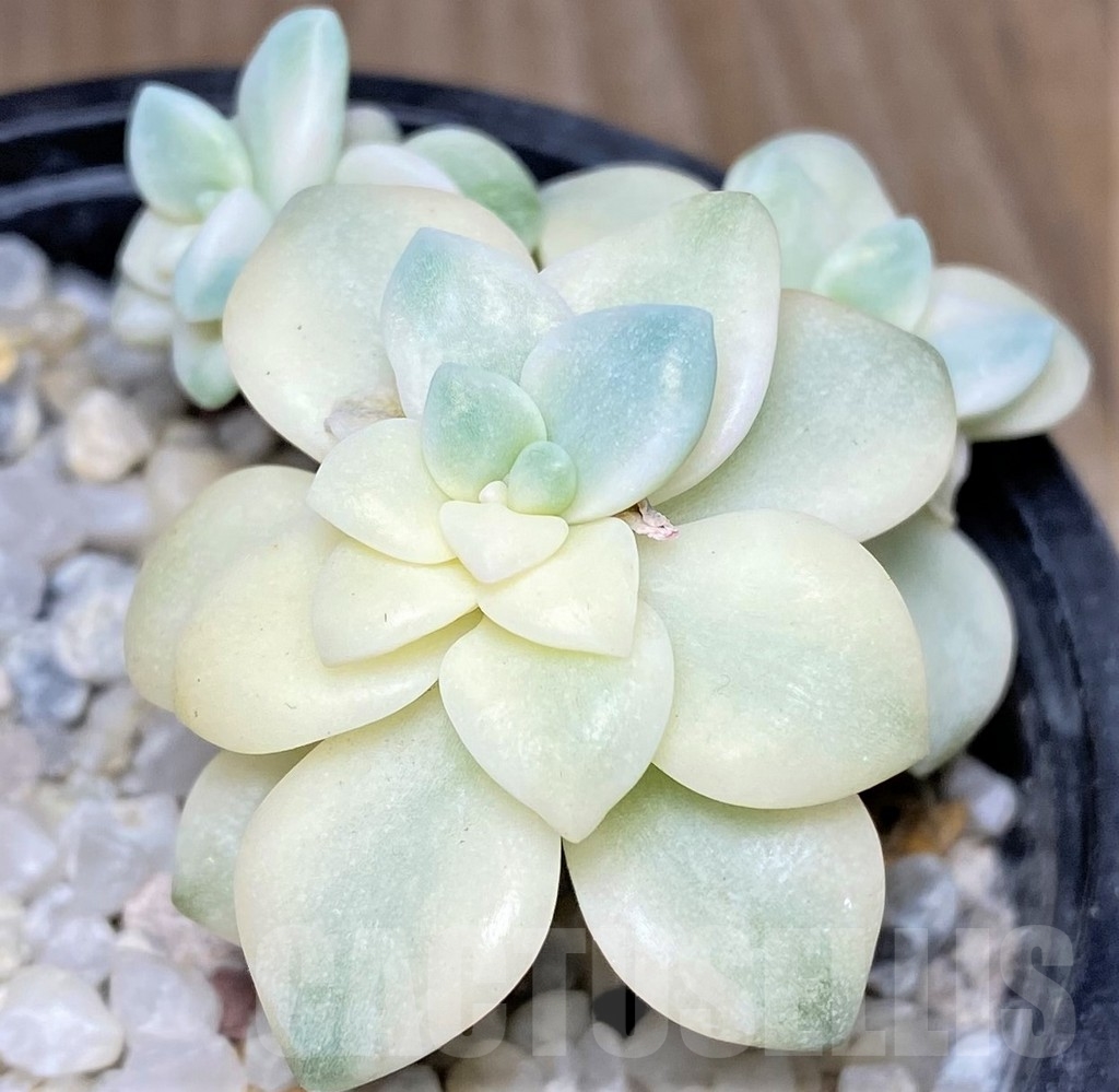 SHPR19022 Graptopetalum 'Apricot' f. variegata