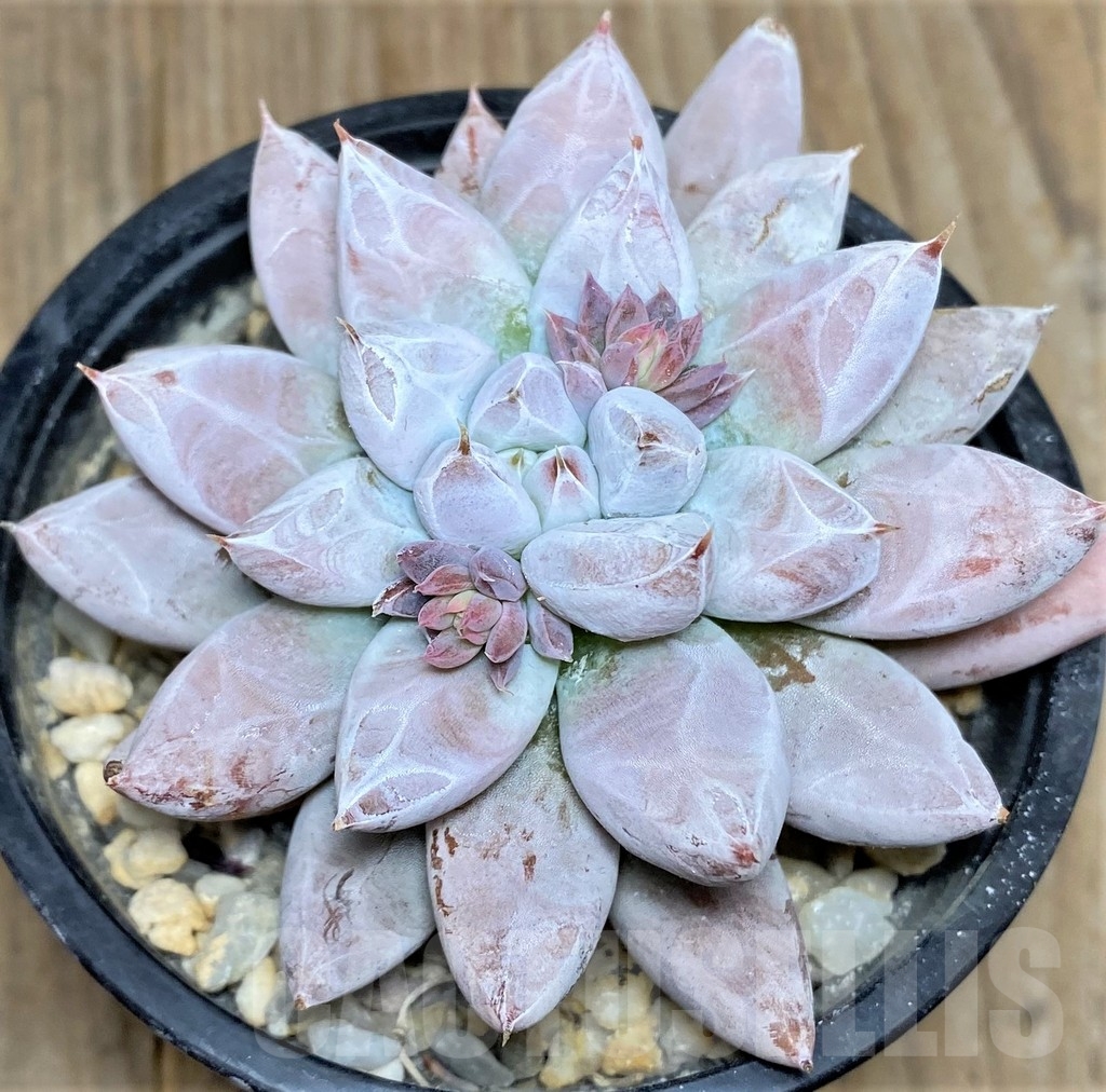 SHPR19025 Echeveria tolimanensis hybrid