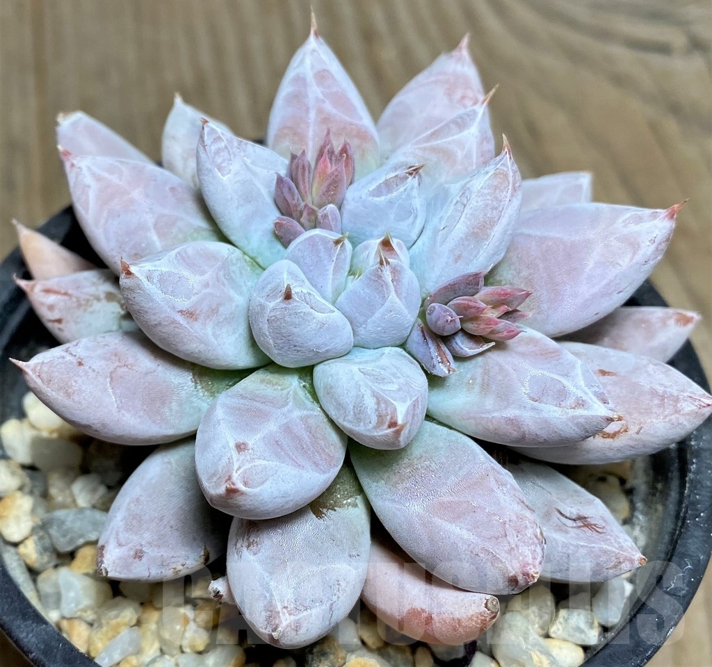 SHPR19025 Echeveria tolimanensis hybrid - Image 2
