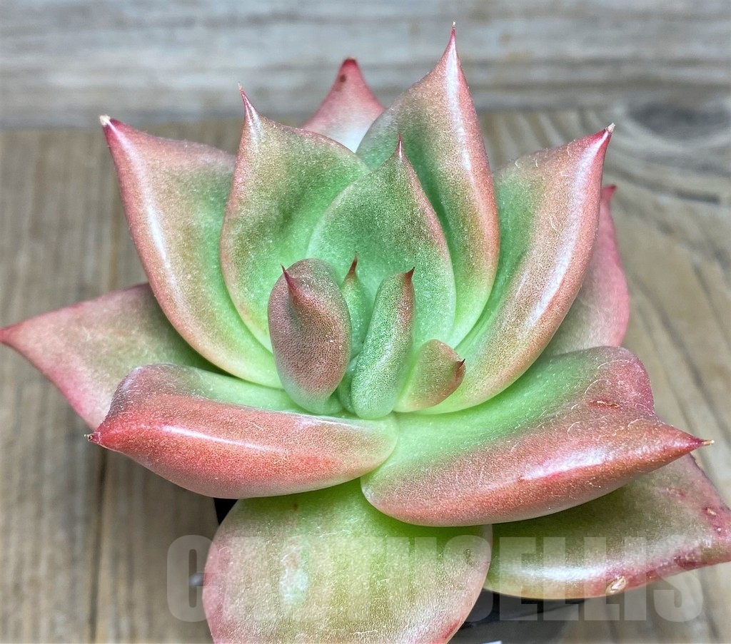 SHPR19026 Echeveria agavoides hybrid