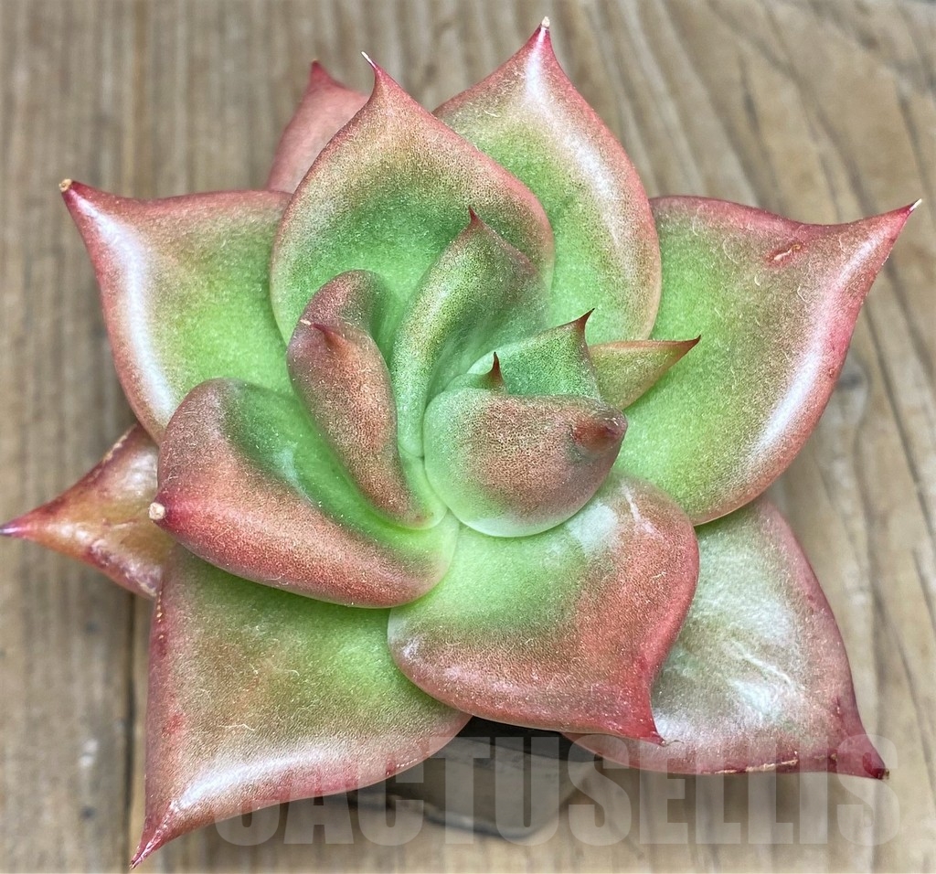 SHPR19026 Echeveria agavoides hybrid - Image 2