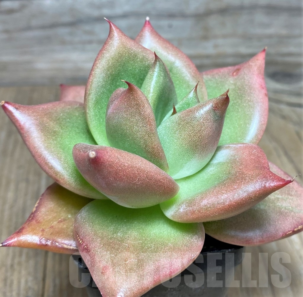 SHPR19026 Echeveria agavoides hybrid - Image 3