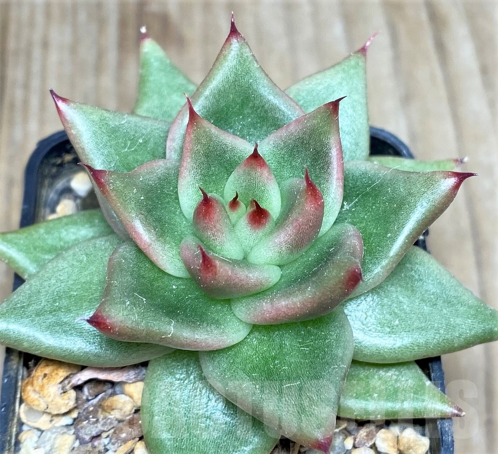 SHPR19027 Echeveria agavoides hybrid - Image 2