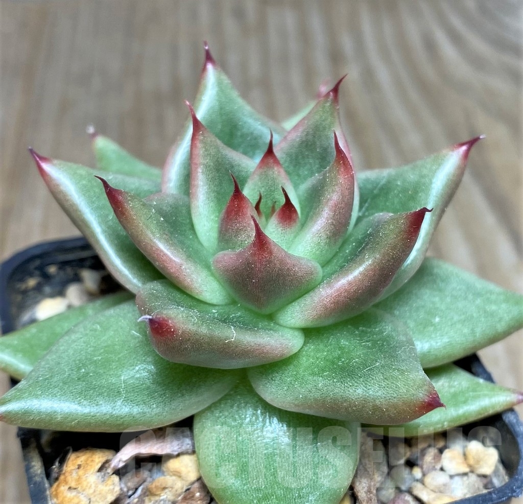SHPR19027 Echeveria agavoides hybrid