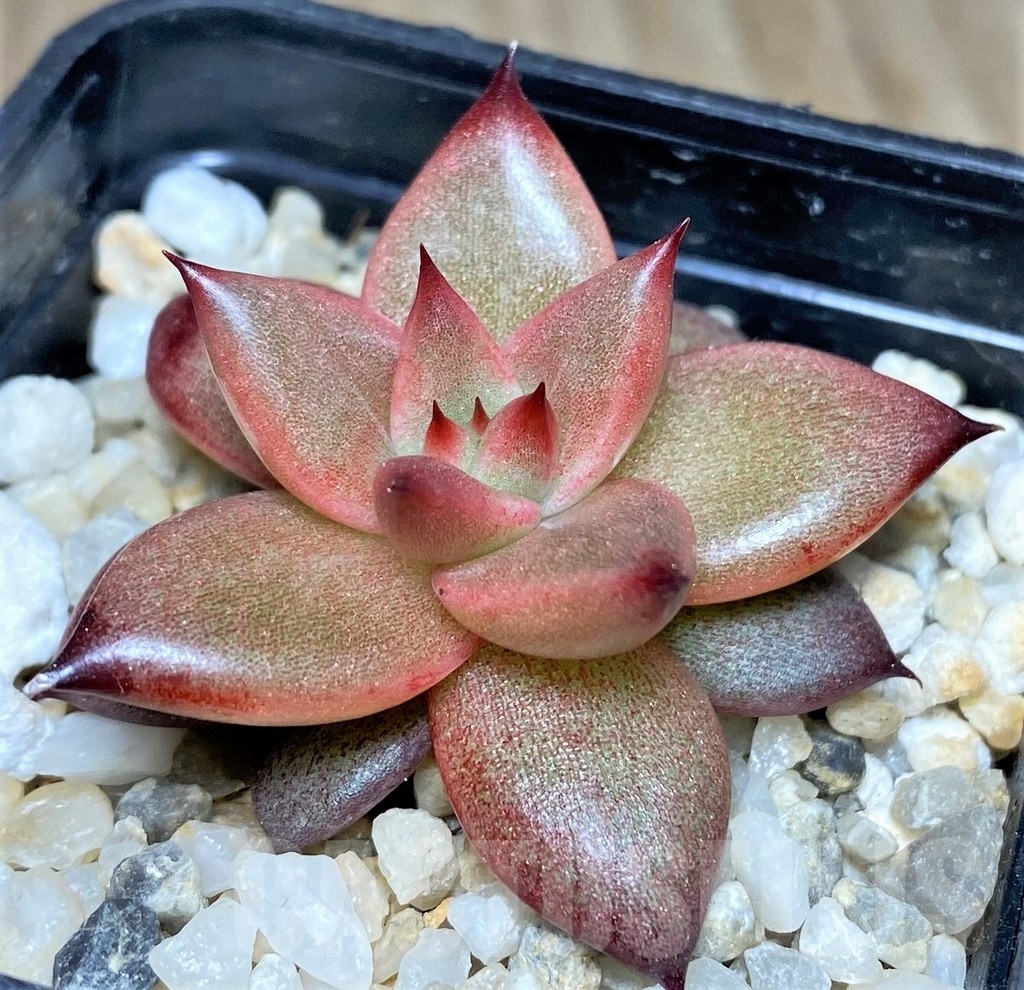 SHPR19028 Echeveria agavoides 'Romeo Rubin', seedling