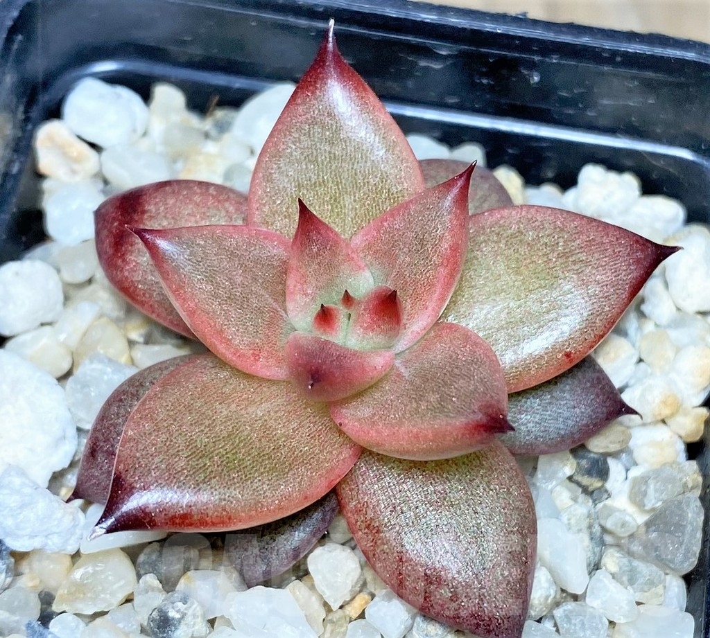 SHPR19028 Echeveria agavoides 'Romeo Rubin', seedling - Image 2
