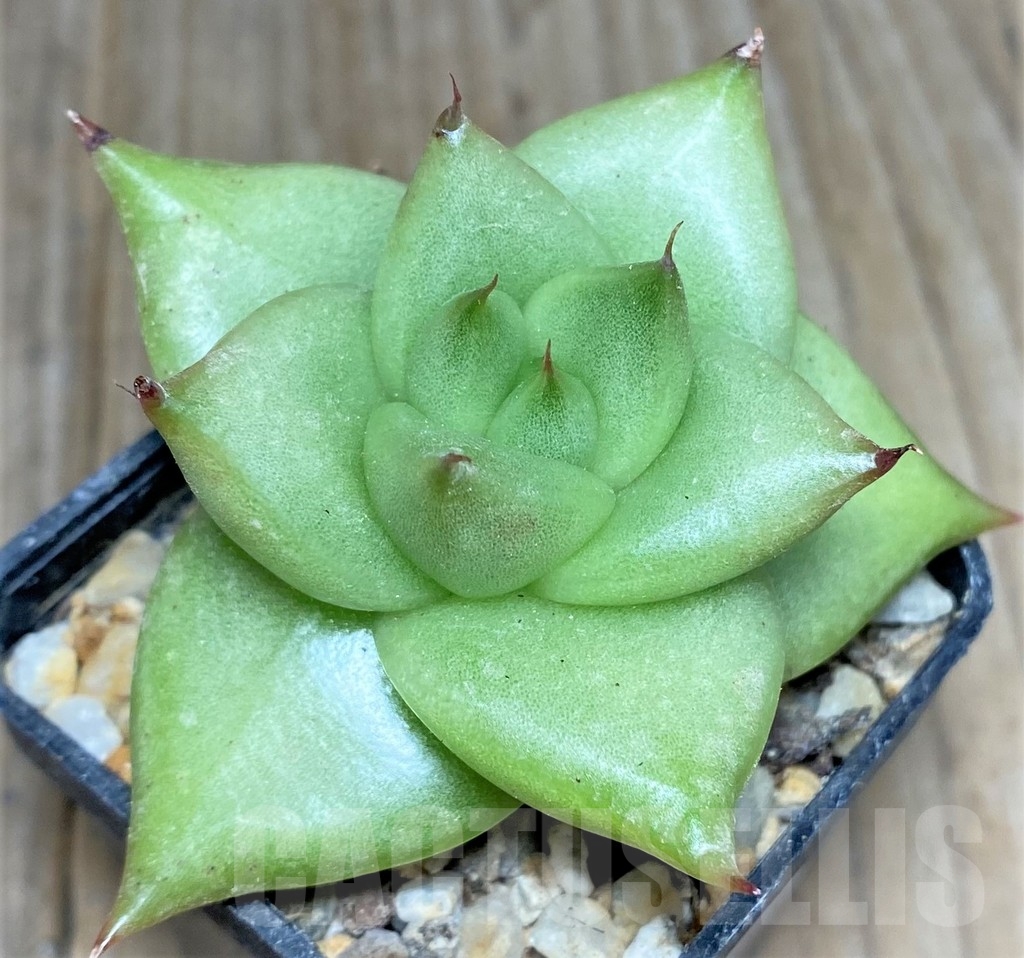 SHPR19032 Echeveria agavoides hybrid – Bild 2