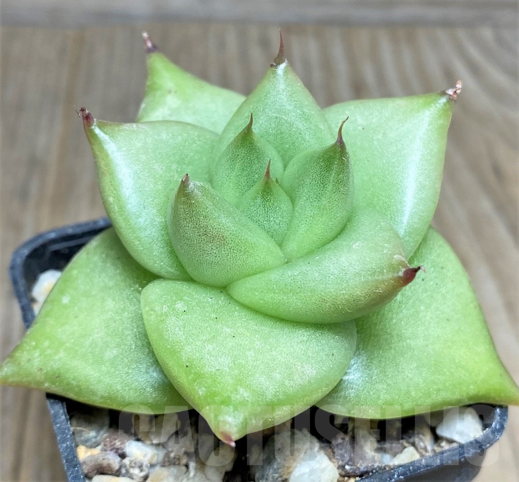 SHPR19032 Echeveria agavoides hybrid