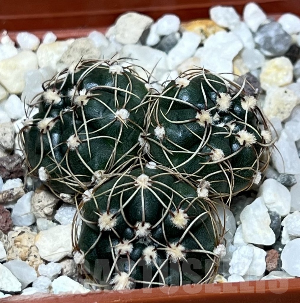 SHPR19561 Gymnocalycium uruguayense v. roseiflorum ex MG 491.714 - Image 2