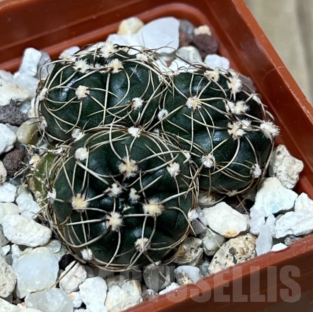SHPR19561 Gymnocalycium uruguayense v. roseiflorum ex MG 491.714