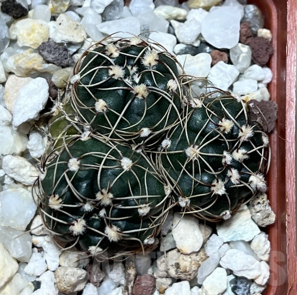 SHPR19561 Gymnocalycium uruguayense v. roseiflorum ex MG 491.714 - Image 3