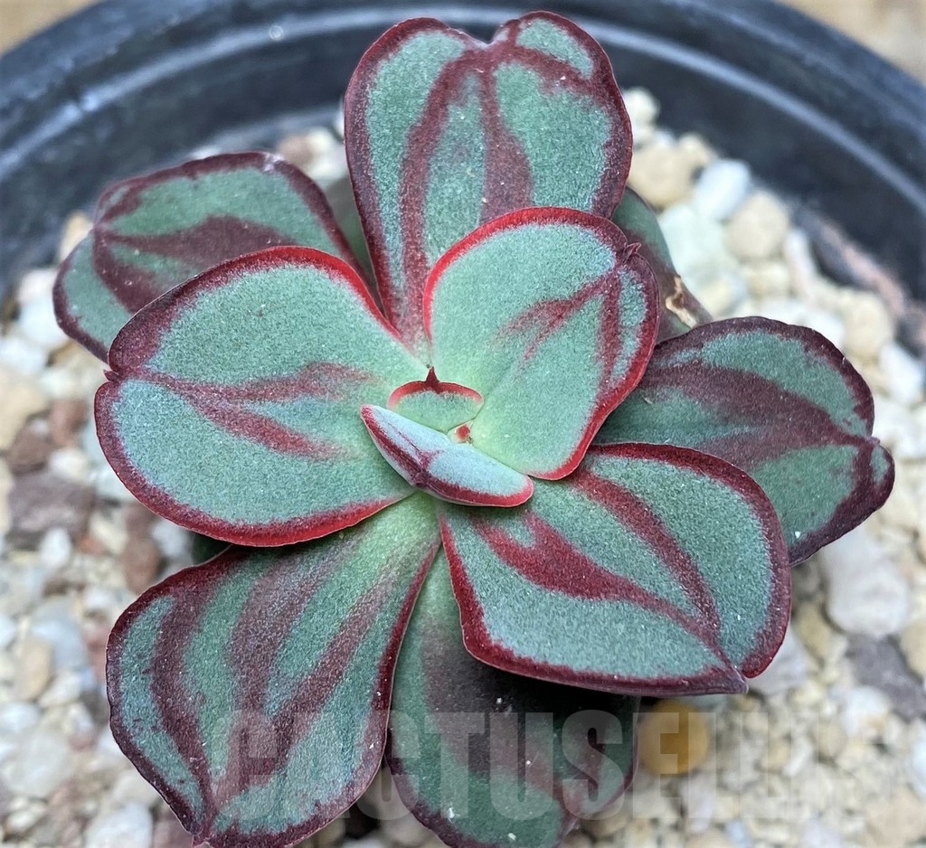 SHPR19034 Echeveria nodulosa - Image 2