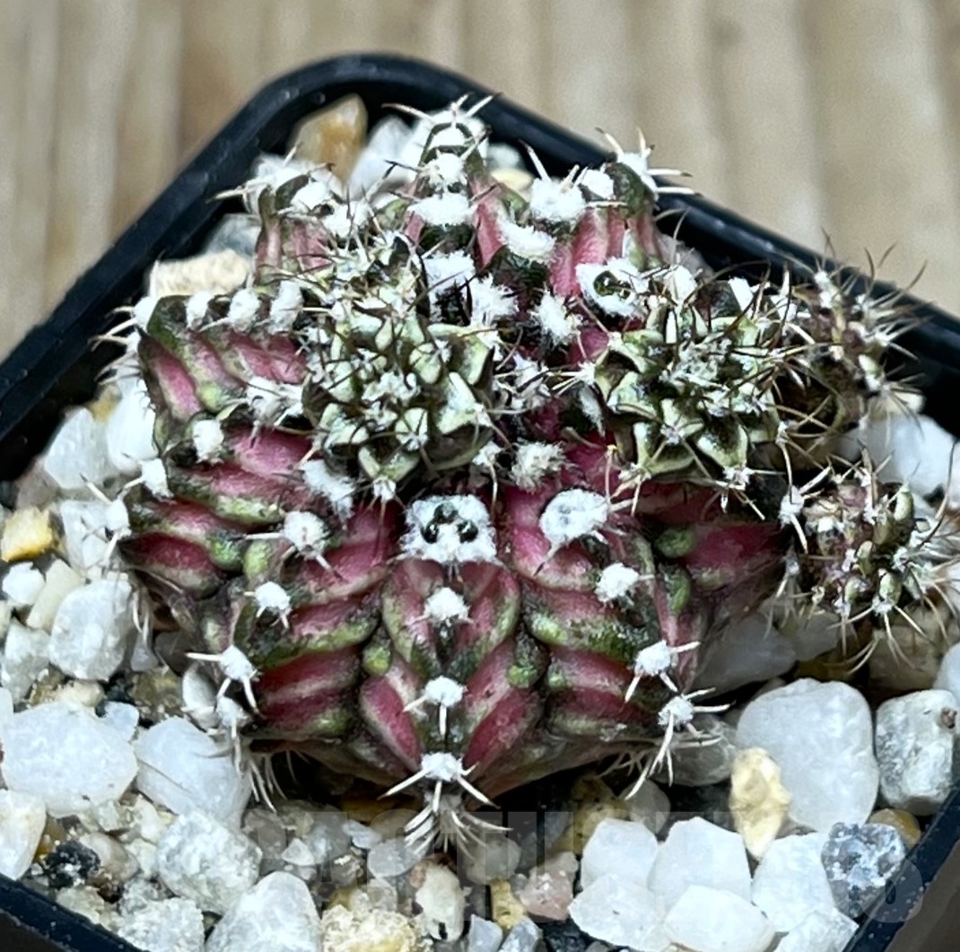 SHPR19562 Gymnocalycium mihanovichii 'T-Lux'