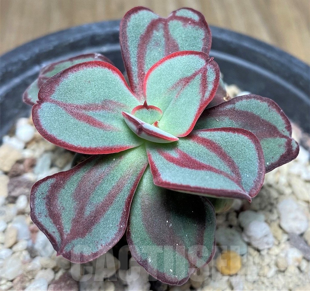 SHPR19034 Echeveria nodulosa
