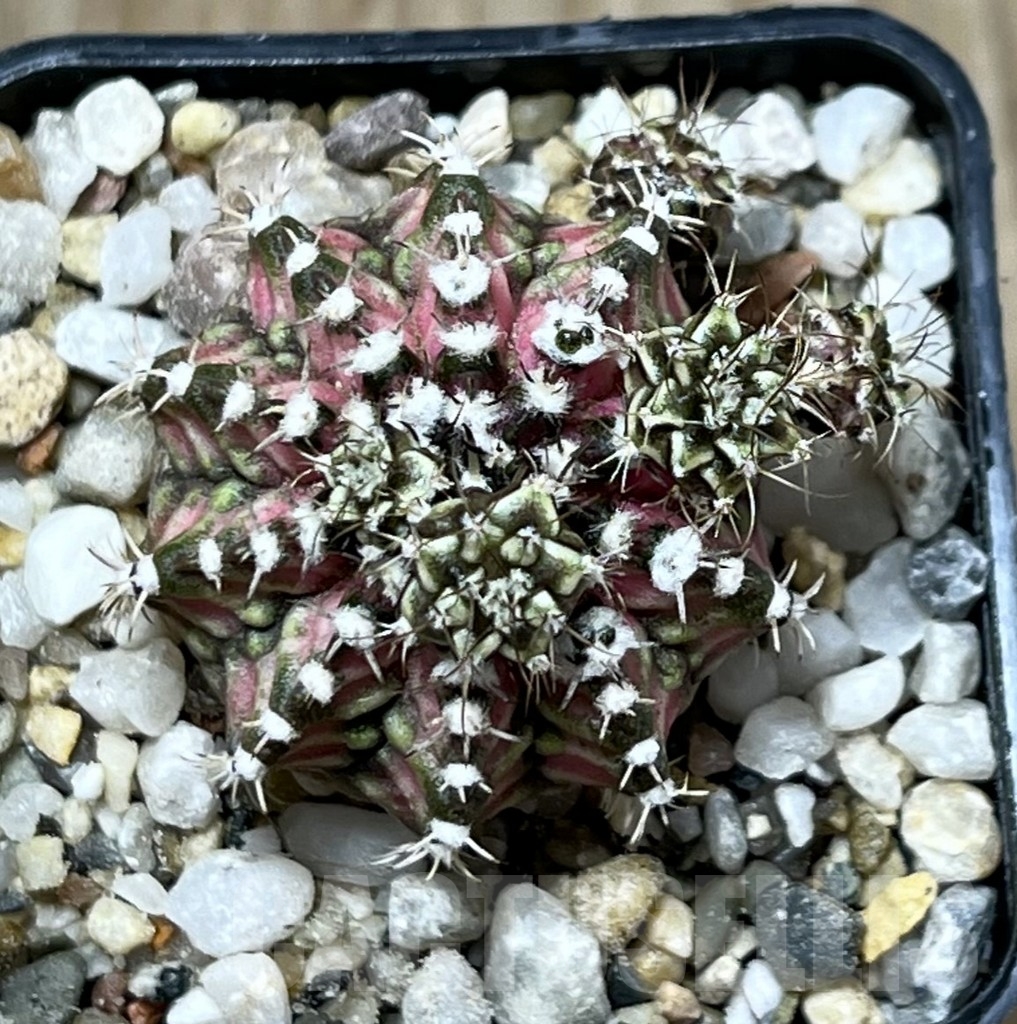 SHPR19562 Gymnocalycium mihanovichii 'T-Lux' - Image 2