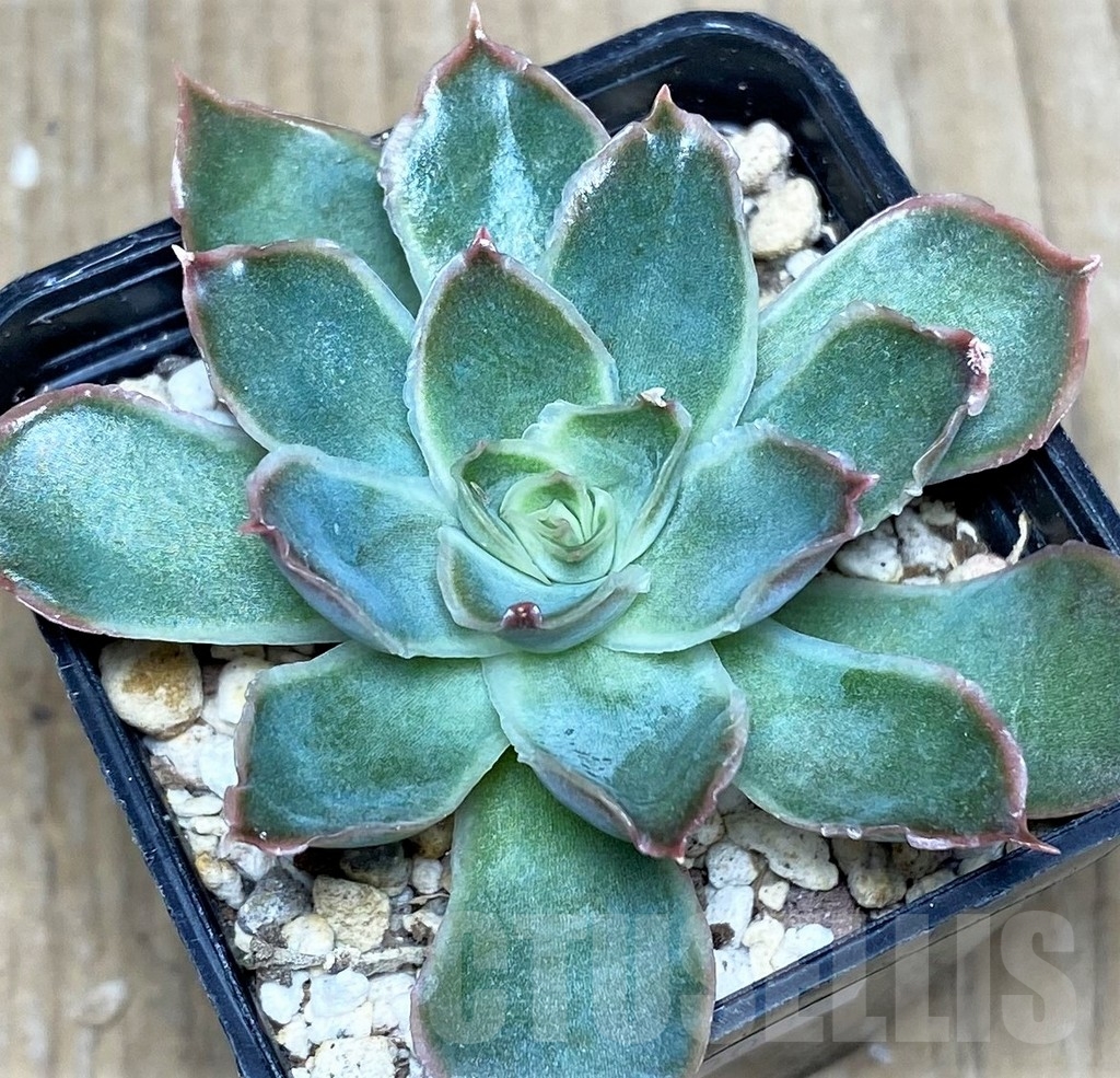 SHPR19035 Echeveria pulidonis hybrid - immagine 2