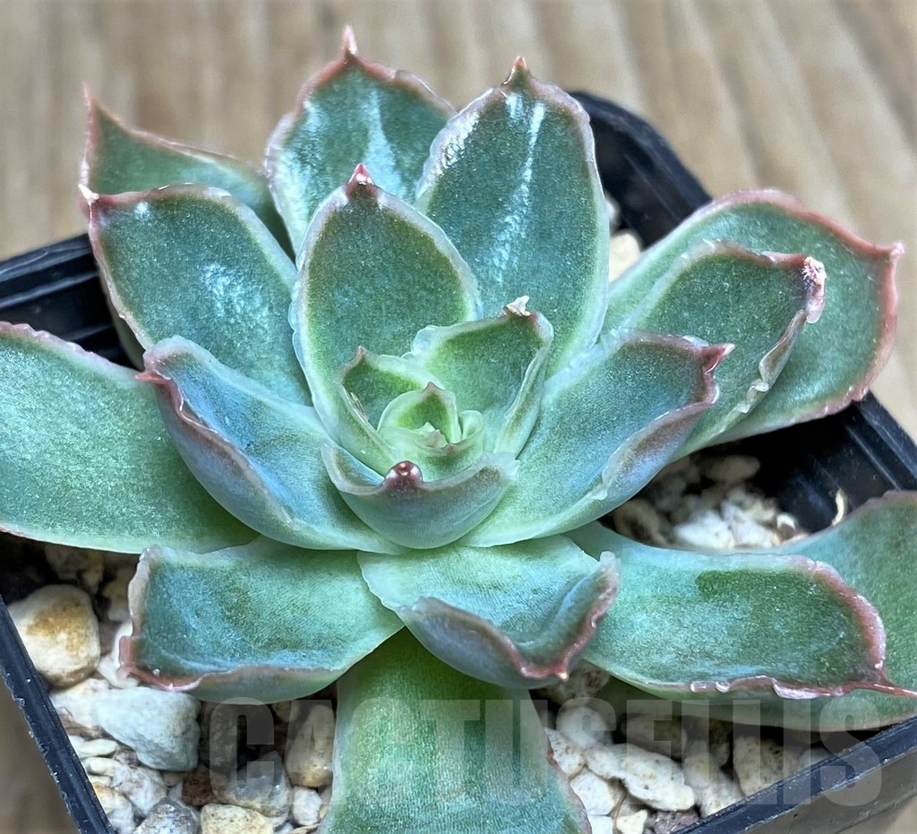 SHPR19035 Echeveria pulidonis hybrid