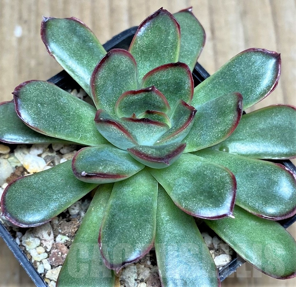 SHPR19036 Echeveria pulidonis hybrid