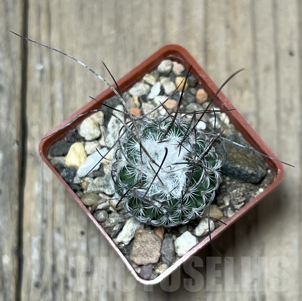 SHPR19564 Turbinicarpus dickisoniae – Bild 2