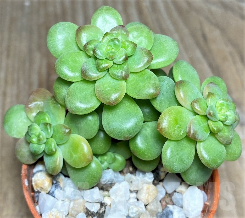 SHPR19038 Echeveria 'Shangri-La' - Obrázek 3