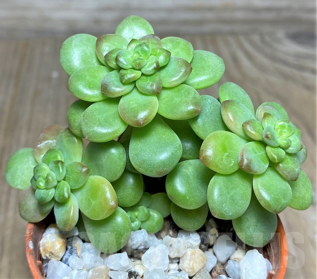 SHPR19038 Echeveria 'Shangri-La' - Obrázek 2