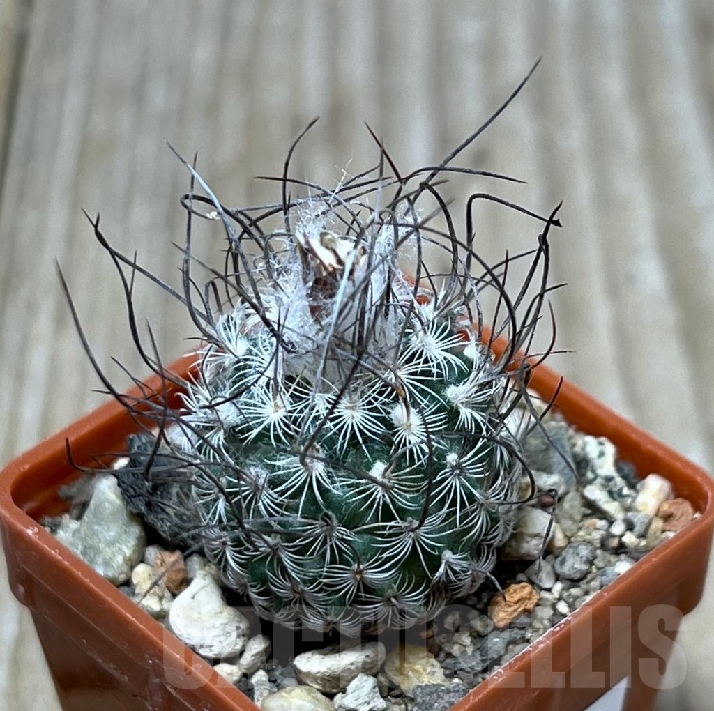 SHPR19565 Turbinicarpus dickisoniae