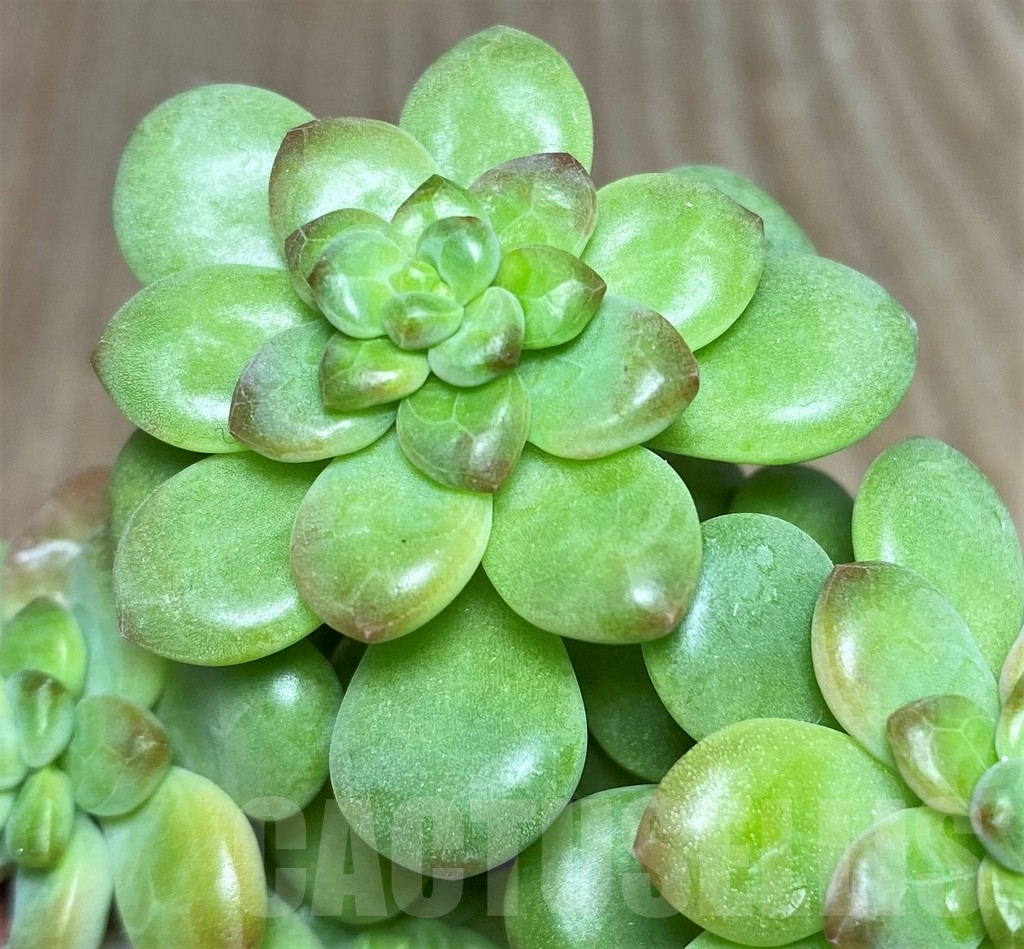 SHPR19038 Echeveria 'Shangri-La'