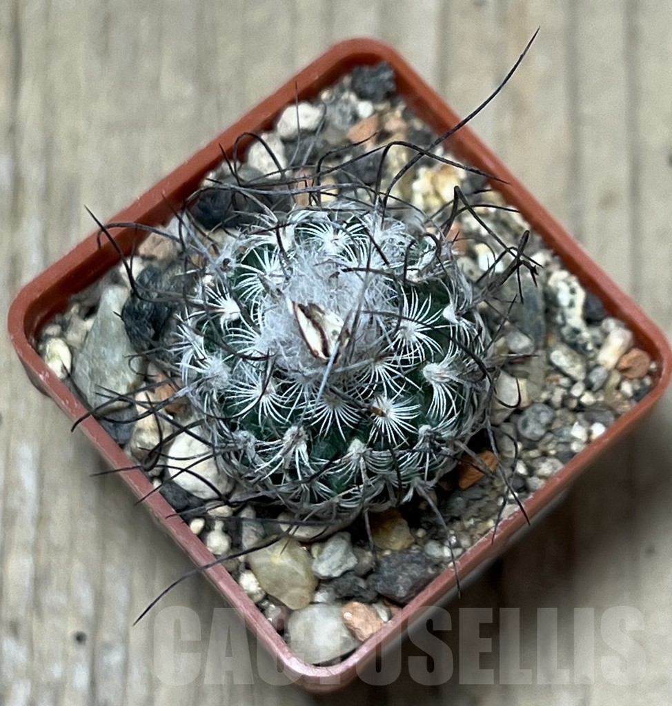SHPR19565 Turbinicarpus dickisoniae – Bild 2