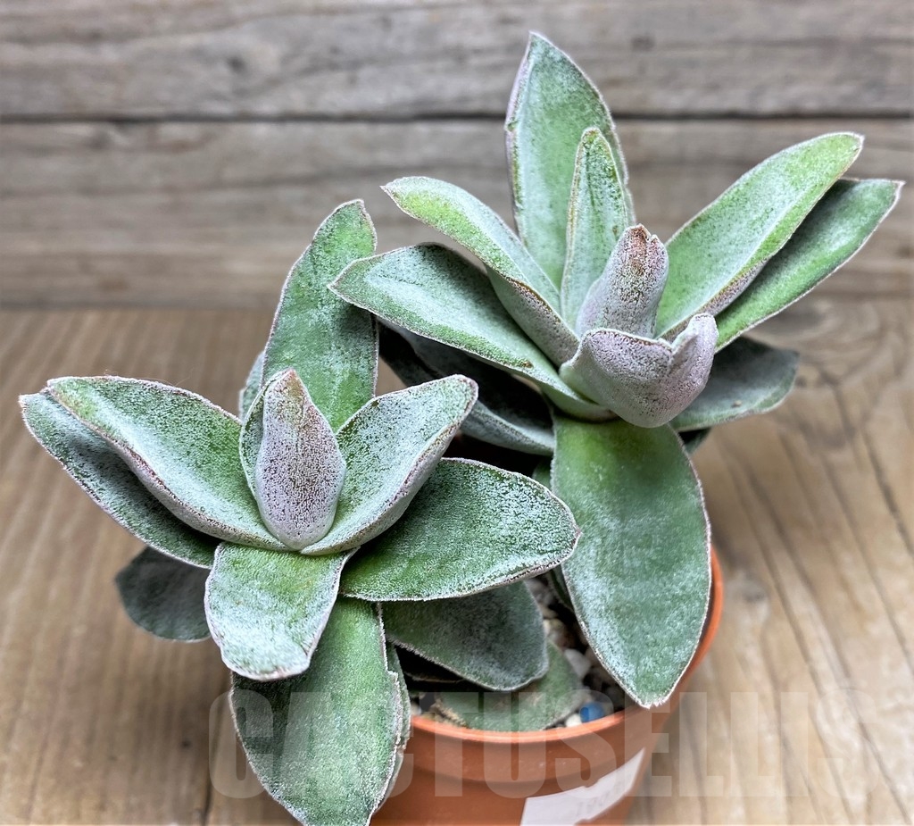 SHPR19039 Crassula 'Garnet Lotus' - Obrázek 2