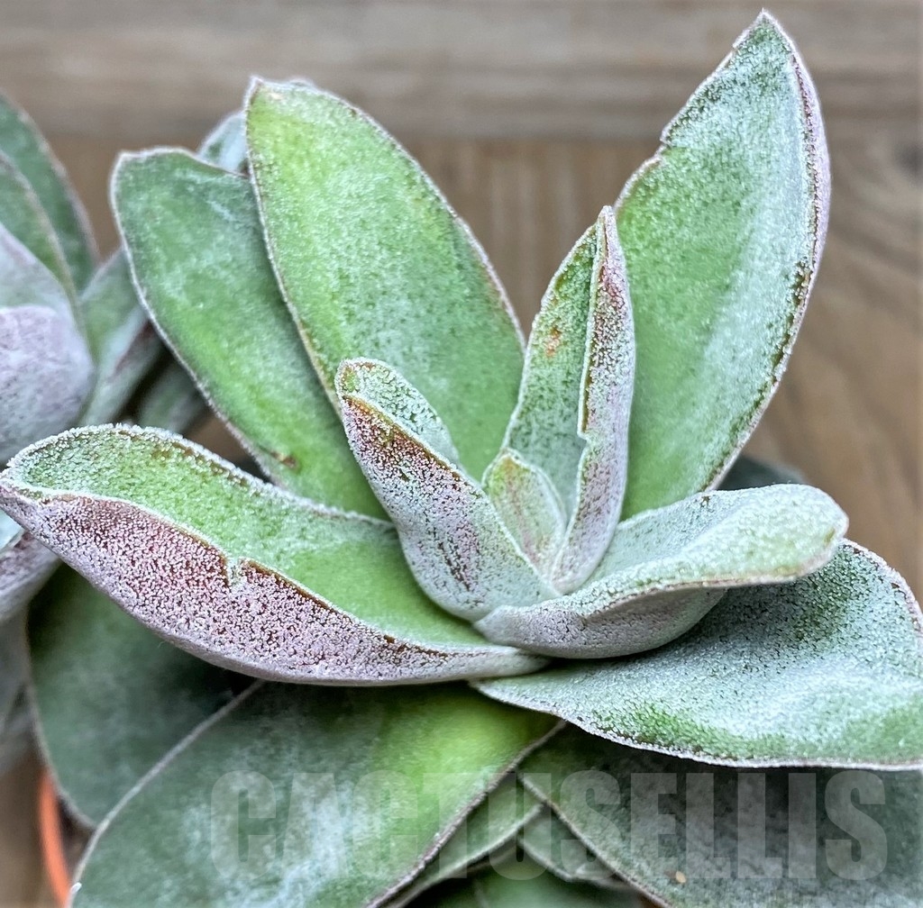 SHPR19039 Crassula 'Garnet Lotus'