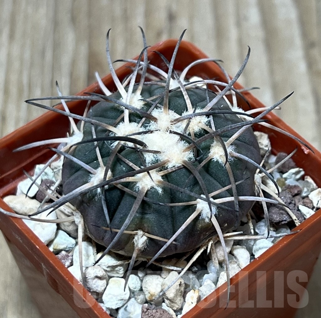 SHPR19566 Gymnocalycium spegazzinii L 88/1