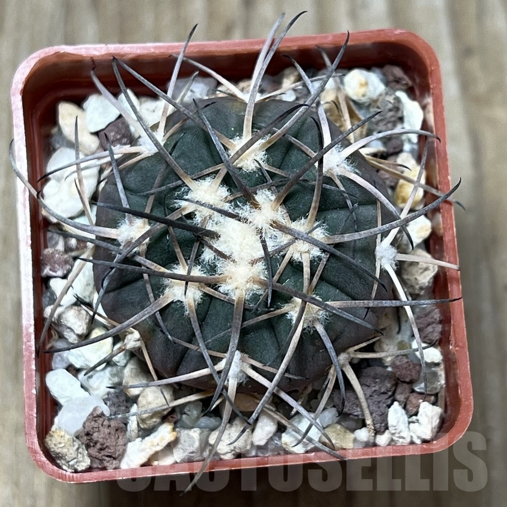 SHPR19566 Gymnocalycium spegazzinii L 88/1 – Bild 2