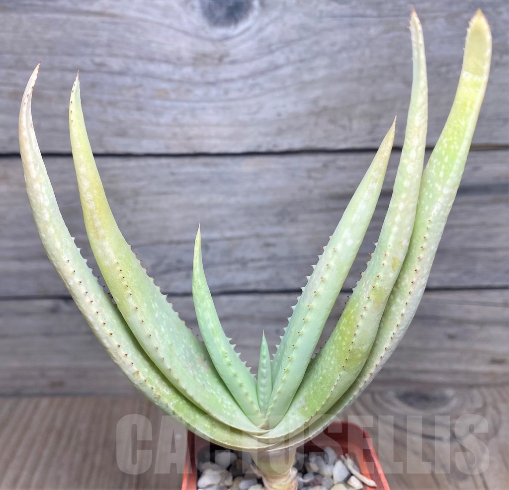 SHPR19040 Aloe vacillans -Wadi Dhahz-