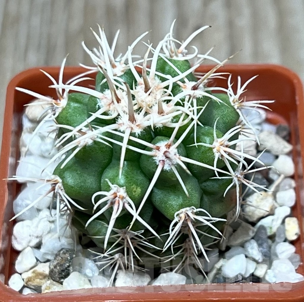 SHPR19567 Gymnocalycium achirasense v. echinatum GN 143-364