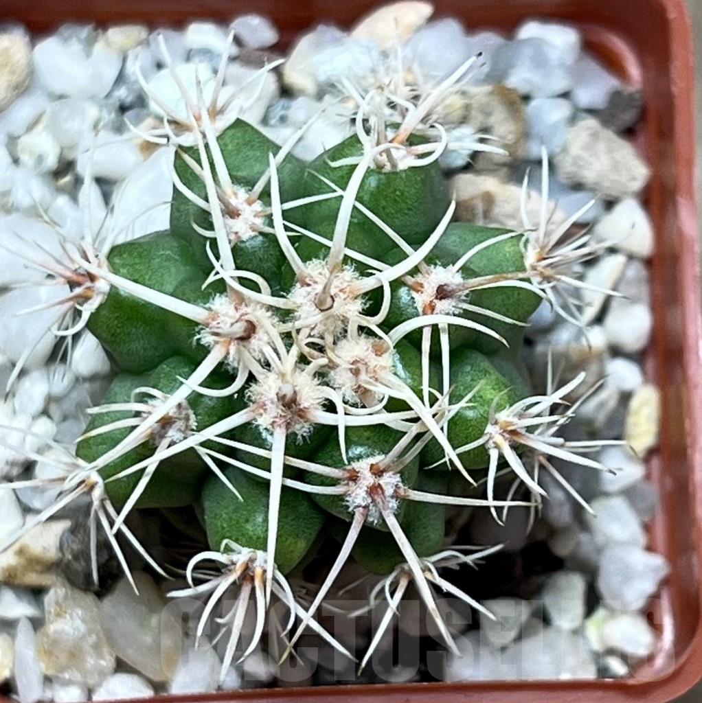 SHPR19567 Gymnocalycium achirasense v. echinatum GN 143-364 - Зображення 2