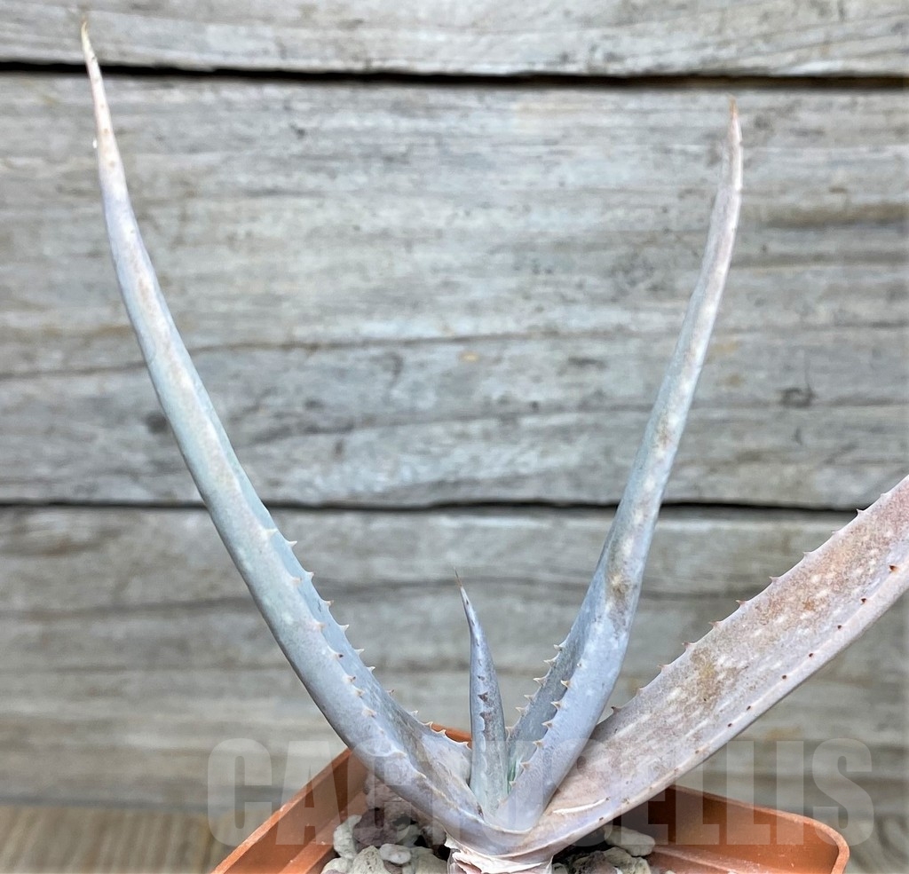 SHPR19041 Aloe vacillans -Wadi Dhahz- - Obrázek 2