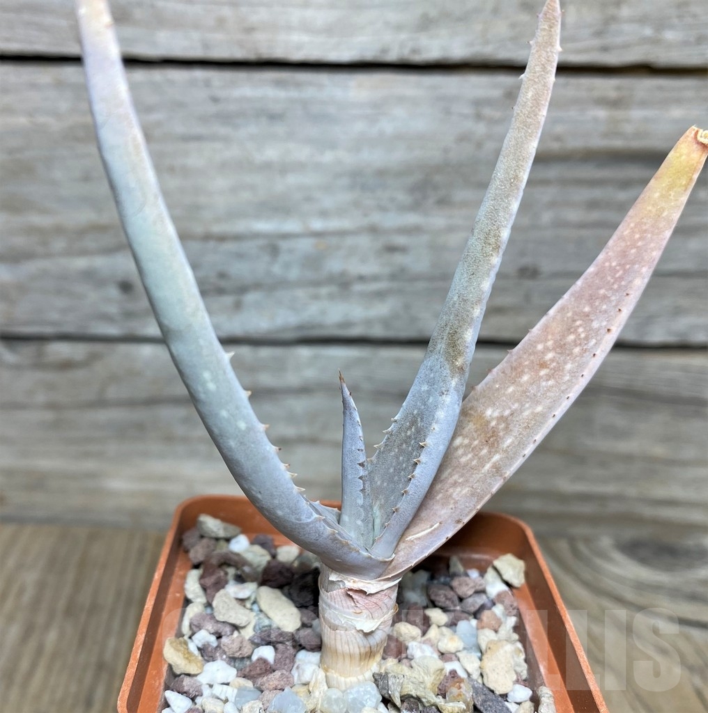 SHPR19041 Aloe vacillans -Wadi Dhahz-