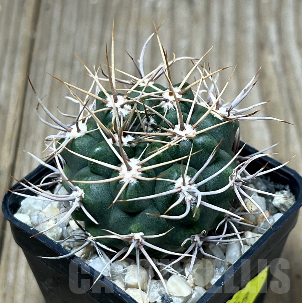 SHPR19568 Gymnocalycium mostii, hard spines 5 -Uritorco-