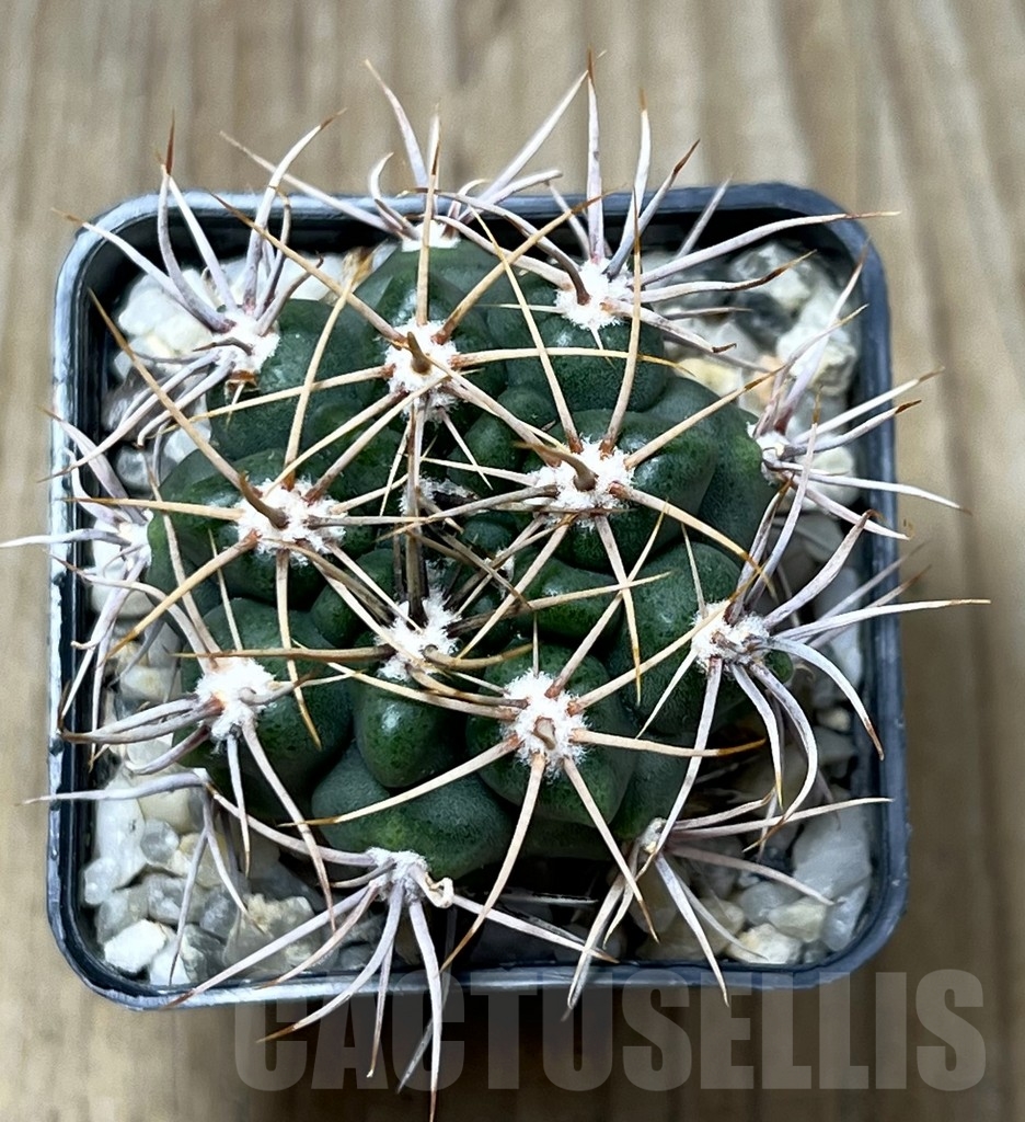 SHPR19568 Gymnocalycium mostii, hard spines 5 -Uritorco- - Image 2