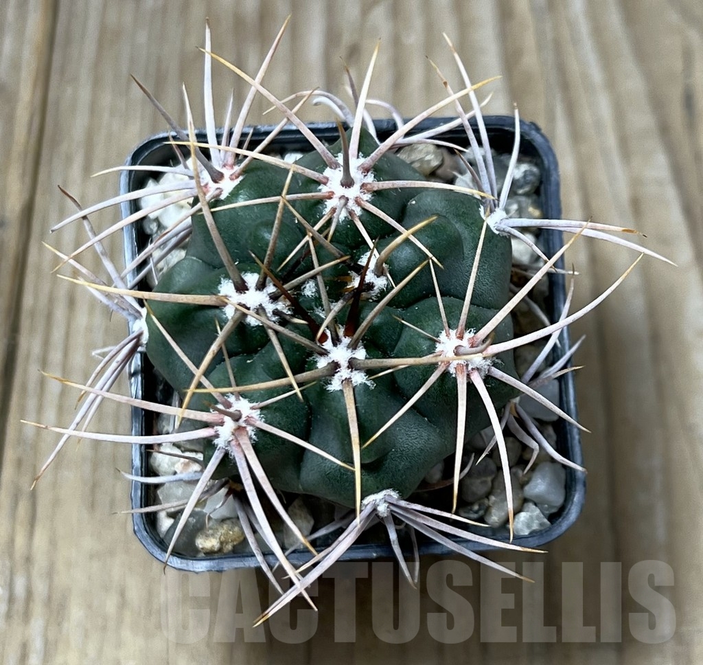 SHPR19569 Gymnocalycium mostii, hard spines 5 -Uritorco- - Image 2