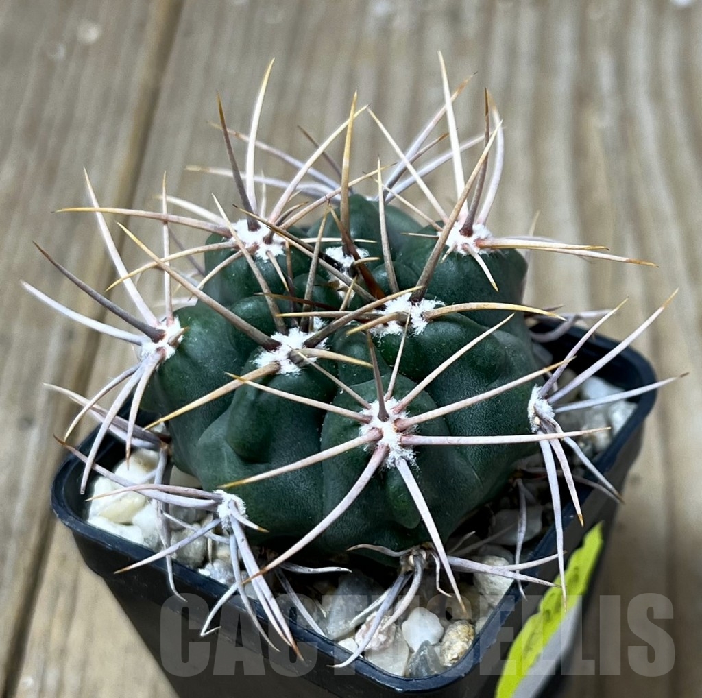 SHPR19569 Gymnocalycium mostii, hard spines 5 -Uritorco-