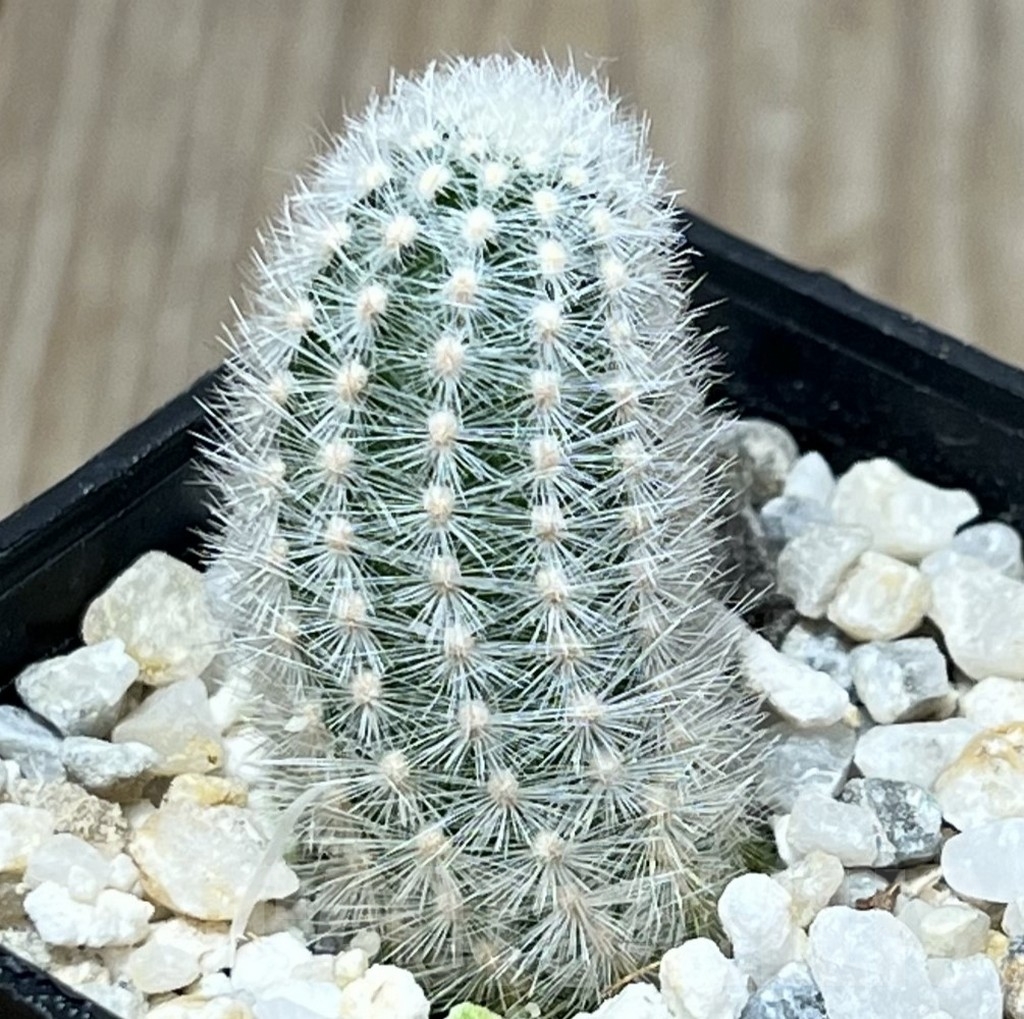 SHPR19572 Pygmaeocereus rowleyanus