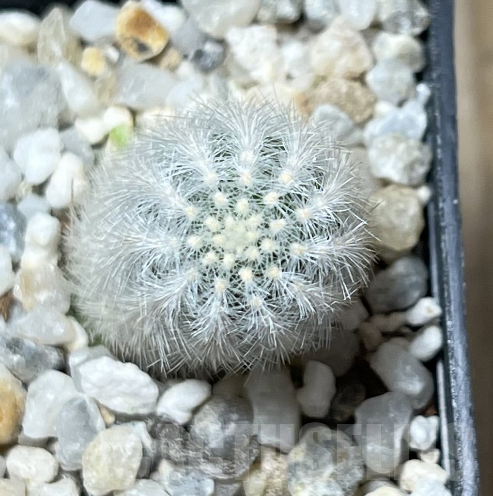 SHPR19572 Pygmaeocereus rowleyanus – Image 2