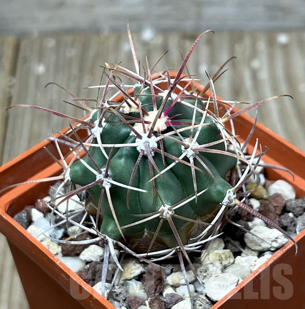 SHPR19574 Ferocactus gracilis v. coloratus RUS-137