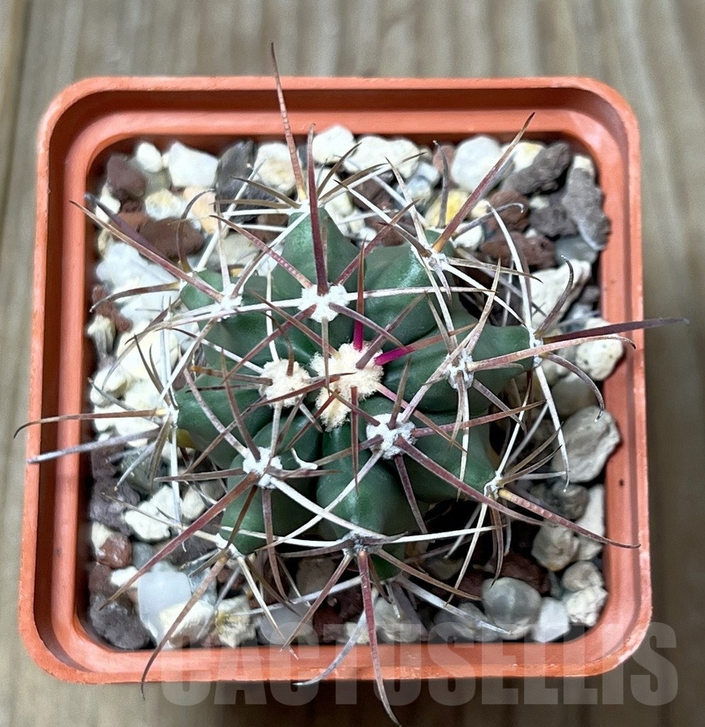 SHPR19574 Ferocactus gracilis v. coloratus RUS-137 – Image 2