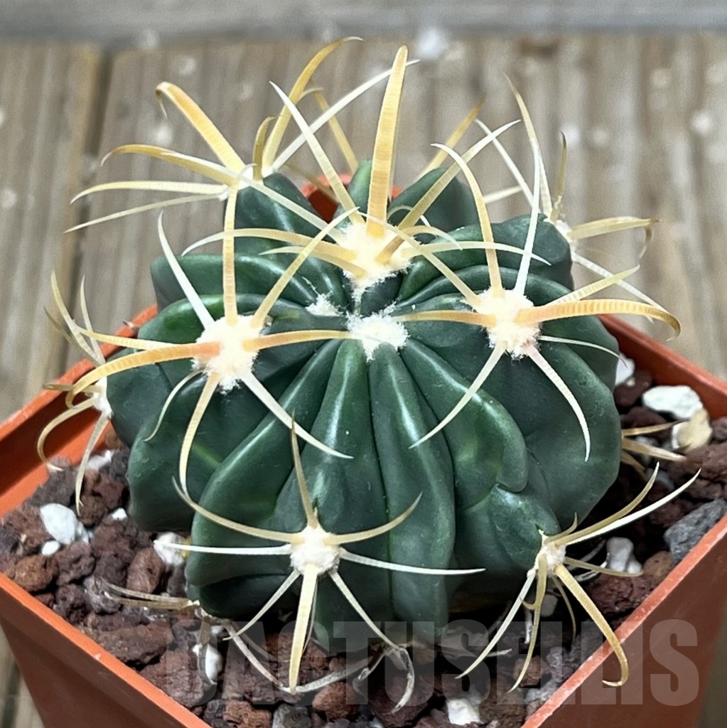 SHPR19576 Ferocactus latispinus