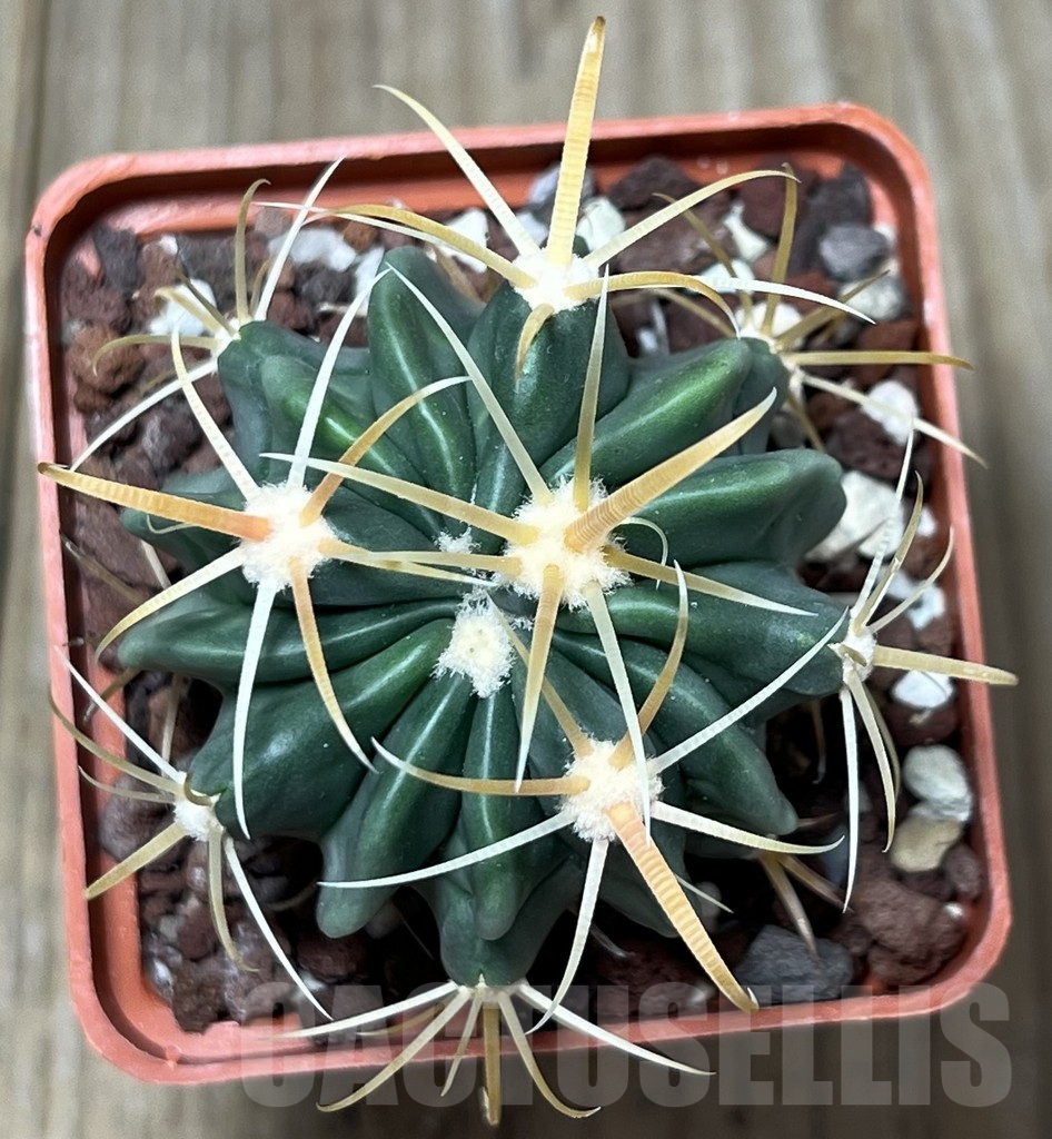 SHPR19576 Ferocactus latispinus – Image 2