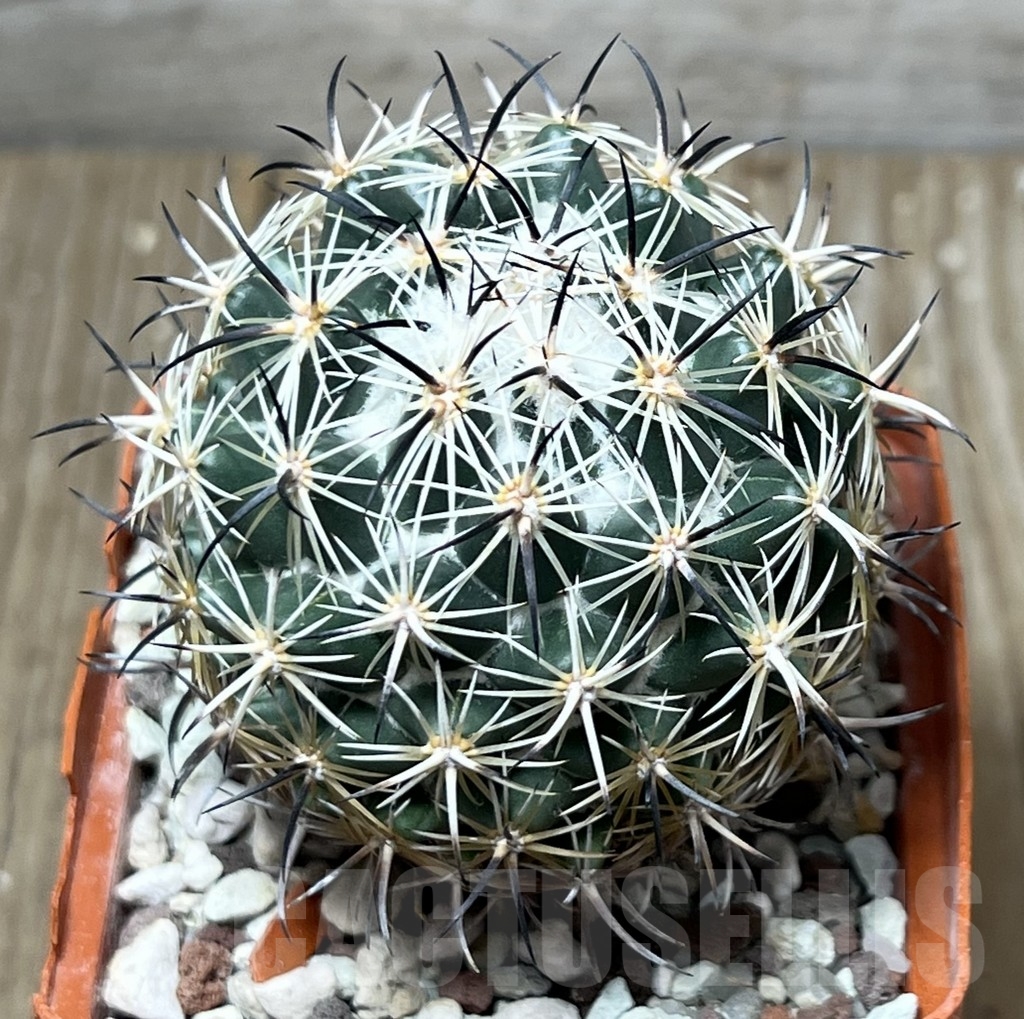 SHPR19577 Coryphantha tripugionacantha MG 137.5