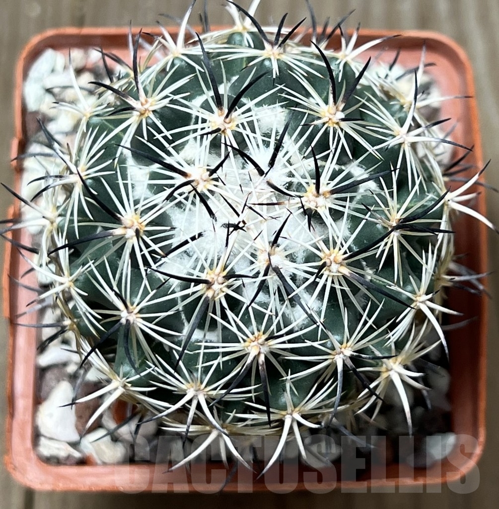 SHPR19577 Coryphantha tripugionacantha MG 137.5 - Image 2