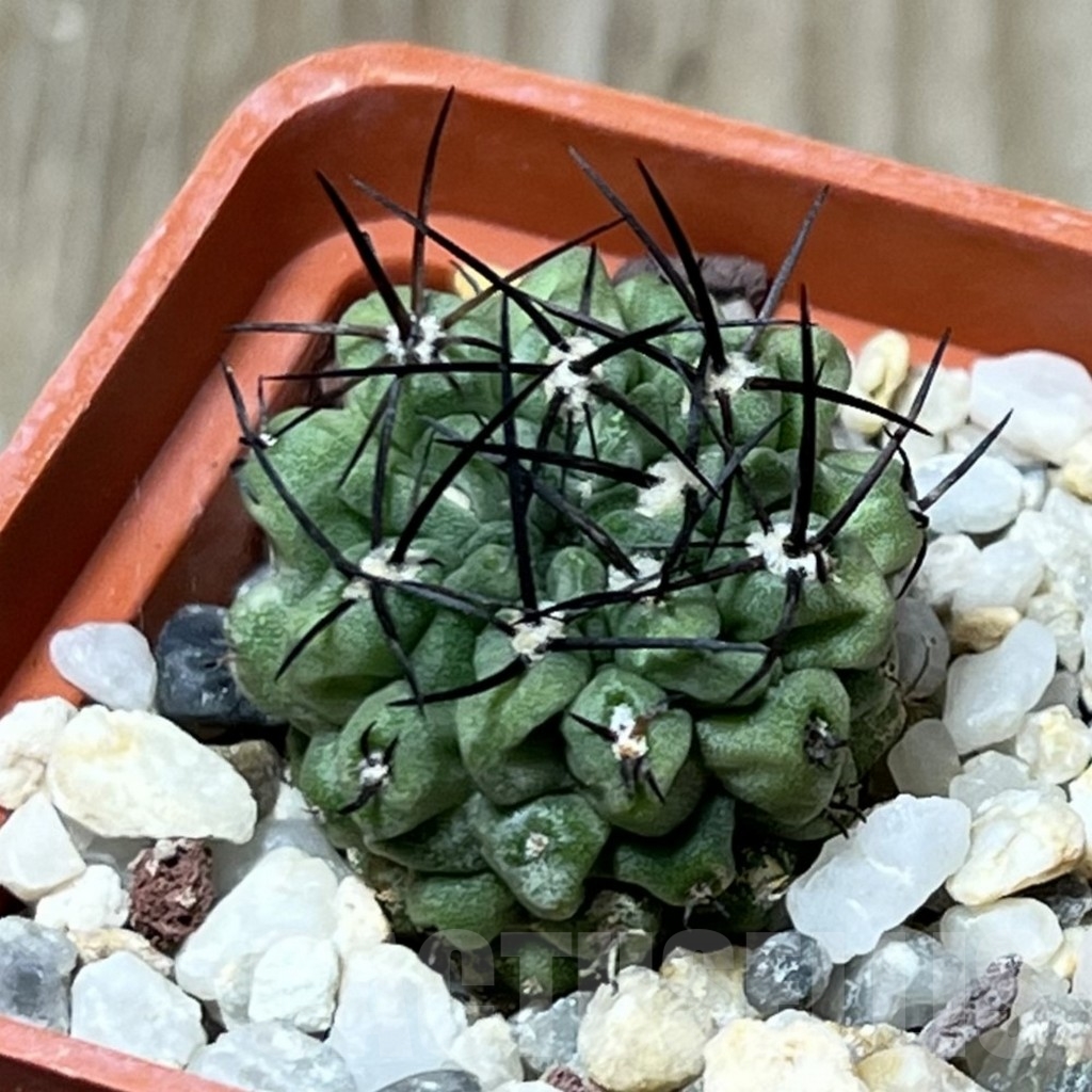 SHPR19579 Neochilenia paucicostata 'Green'